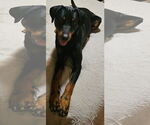 Small #5 Doberman Pinscher Mix