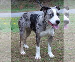 Small #3 Catahoula Leopard Dog Mix