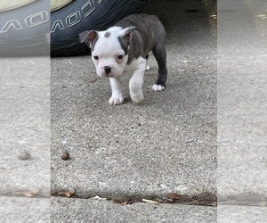 Boston Terrier Puppy for sale in HEATH, OH, USA