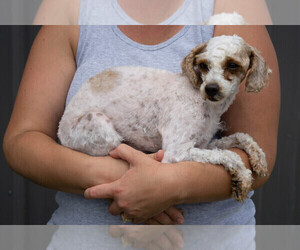 YorkiePoo Puppy for sale in PORTAGE, MI, USA