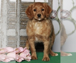 Labradoodle-Poodle (Miniature) Mix Puppy for sale in FREDERICKSBURG, OH, USA