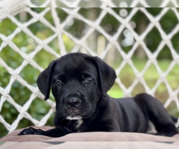 Medium Photo #2 Cane Corso Puppy For Sale in NEWTON, NJ, USA
