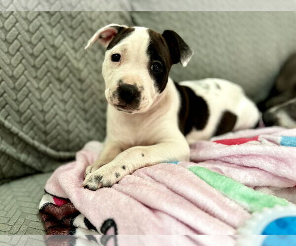 Medium Photo #1 Mutt Puppy For Sale in Catasauqua, PA, USA