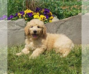 Goldendoodle-Poodle (Miniature) Mix Puppy for sale in FORT PLAIN, NY, USA