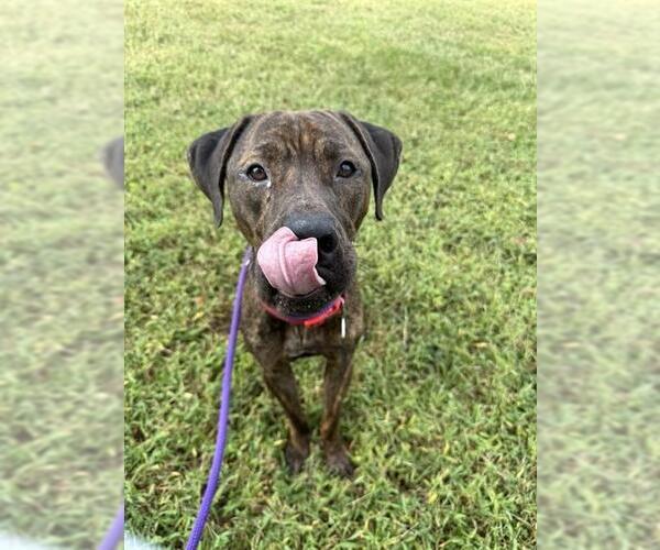 Medium Photo #2 Mutt Puppy For Sale in Forestville, MD, USA