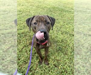 *MASE - Male Mutt Dog for Adoption - Photo #2