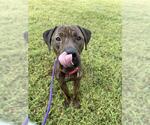Small Photo #2 Mutt Puppy For Sale in Forestville, MD, USA