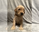 Small Photo #4 Goldendoodle Puppy For Sale in UNION POINT, GA, USA