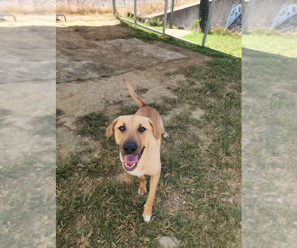 Medium Photo #3 Mutt Puppy For Sale in Evansville, IN, USA