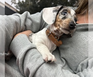Dachshund Puppy for sale in YUCAIPA, CA, USA