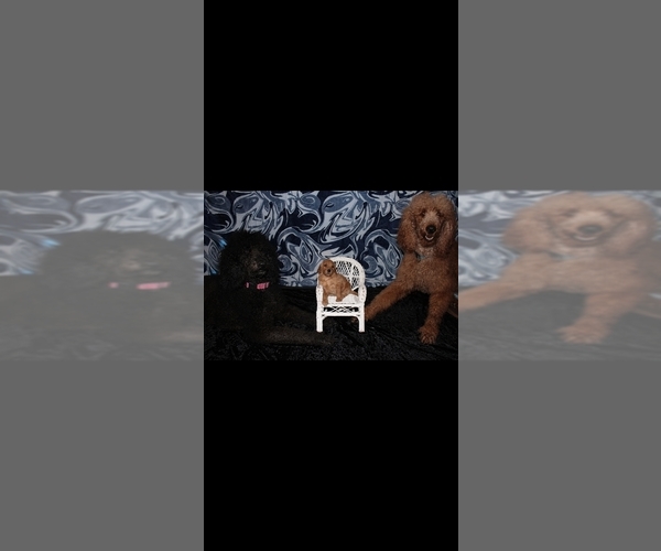 Medium Photo #1 Poodle (Standard) Puppy For Sale in SPRING, TX, USA