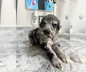 F2 Aussiedoodle Puppy for sale in THE COLONY, TX, USA