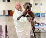 Small #1 American Pit Bull Terrier Mix