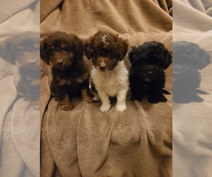 Maltipoo Puppy for sale in GRANDVILLE, MI, USA
