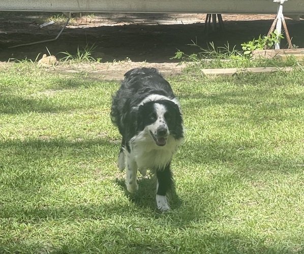 Medium Photo #1 Australian Shepherd Puppy For Sale in FAYETTEVILLE, NC, USA