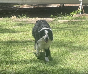 Father of the Australian Shepherd puppies born on 08/31/2026