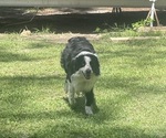 Small Photo #1 Australian Shepherd Puppy For Sale in FAYETTEVILLE, NC, USA