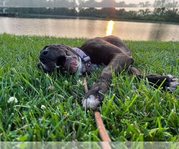 Medium Photo #48 American Pit Bull Terrier-Unknown Mix Puppy For Sale in Germantown, OH, USA