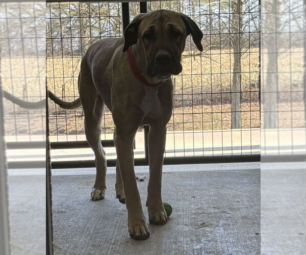 Medium Photo #1 Great Pyrenees-Unknown Mix Puppy For Sale in Osgood, IN, USA
