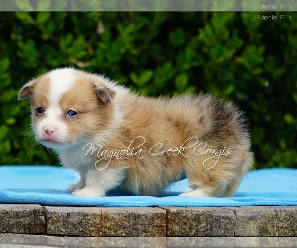 Medium Photo #2 Pembroke Welsh Corgi Puppy For Sale in CRESTVIEW, FL, USA