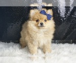 Small #2 Pomeranian