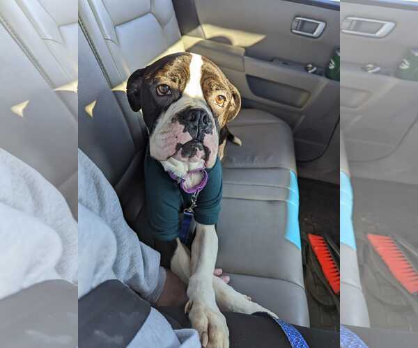 Medium Photo #20 Boxer Puppy For Sale in Burnsville, MN, USA