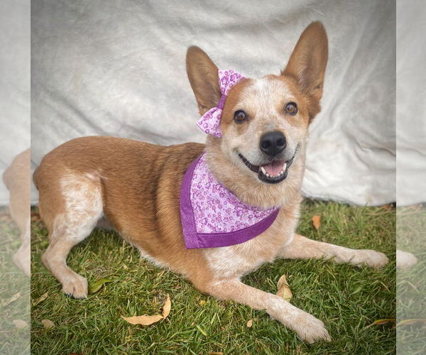 Medium Photo #3 Mutt Puppy For Sale in Sandy, UT, USA