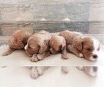 Image preview for Ad Listing. Nickname: Litter of 4