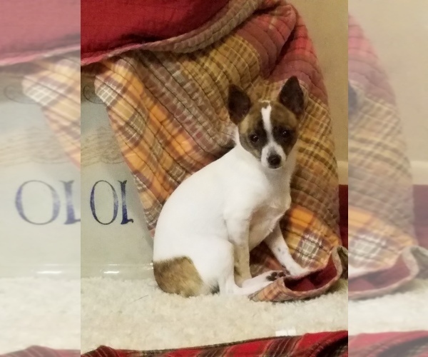 Medium Photo #1 Chihuahua Puppy For Sale in MOUNT AIRY, NC, USA