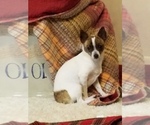 Small Photo #1 Chihuahua Puppy For Sale in MOUNT AIRY, NC, USA