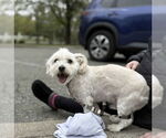 Small #3 Maltese Mix