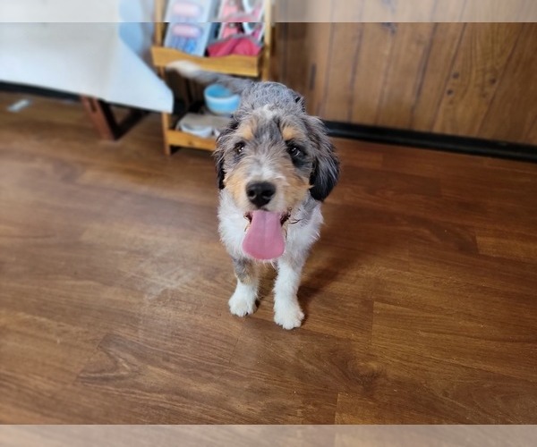 Medium Photo #3 Bernedoodle (Miniature) Puppy For Sale in BLACK FOREST, CO, USA