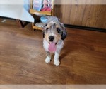 Small #2 Bernedoodle (Miniature)