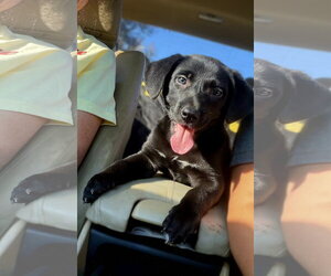 Melba - Female Labrador Retriever-Unknown Mix Dog for Adoption