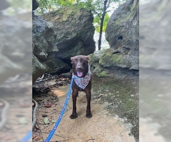 Medium Photo #3 Mutt Puppy For Sale in Evansville, IN, USA