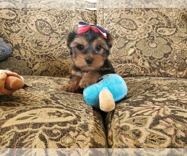 Medium Photo #1 Yorkshire Terrier Puppy For Sale in SANTA CLARITA, CA, USA