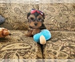 Small Photo #1 Yorkshire Terrier Puppy For Sale in SANTA CLARITA, CA, USA