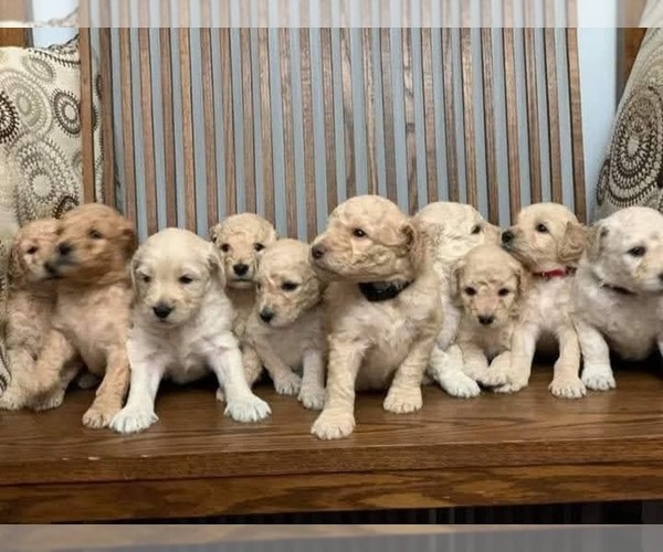 Medium Photo #4 Goldendoodle Puppy For Sale in LEBANON, TN, USA