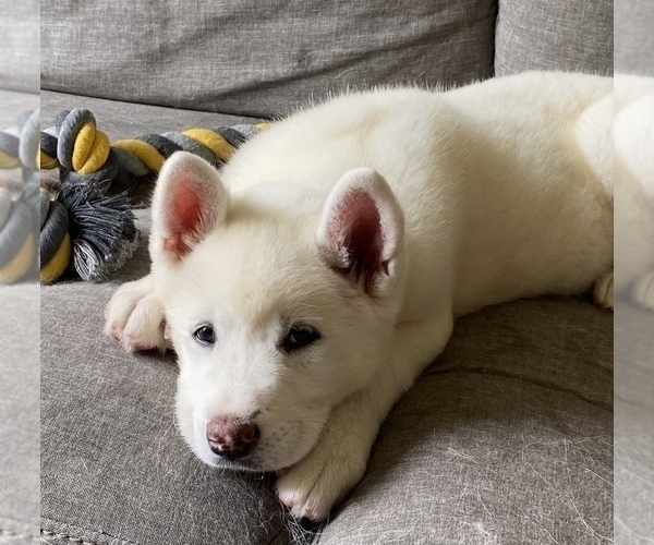 Medium Photo #1 Akita Puppy For Sale in OCEANSIDE, CA, USA