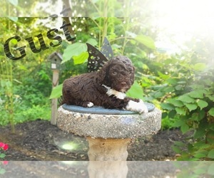 Labradoodle-Poodle (Miniature) Mix Puppy for sale in MILLVILLE, MN, USA