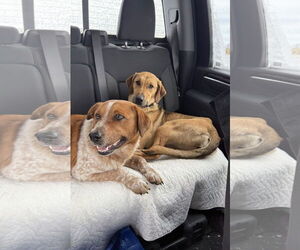 Red Heeler-Unknown Mix Dogs for adoption in Williamsburg, IA, USA
