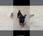 Small #1 Chihuahua Mix