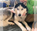 Jazz - Male Siberian Husky Dog for Adoption - Small photo