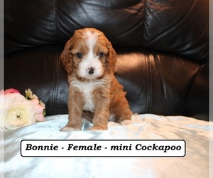 Cockapoo (Miniature) Puppy for sale in CLARKRANGE, TN, USA