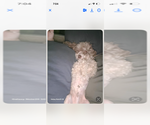 Small Photo #1 Poodle (Miniature) Puppy For Sale in VENETA, OR, USA