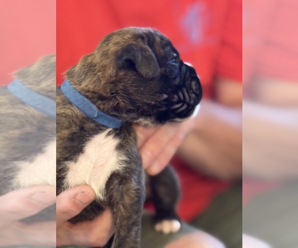 Medium Photo #3 Boxer Puppy For Sale in LANSING, MI, USA
