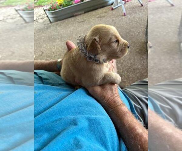 Medium Photo #3 Golden Retriever Puppy For Sale in WACO, TX, USA