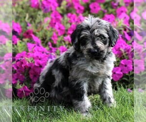 Labradoodle mix (+ Poodle Standard) Puppy for sale in RONKS, PA, USA