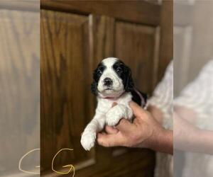 English Springer Spaniel Puppy for sale in BOYD, WI, USA