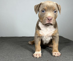 Small Photo #5 American Bully Puppy For Sale in MABLETON, GA, USA